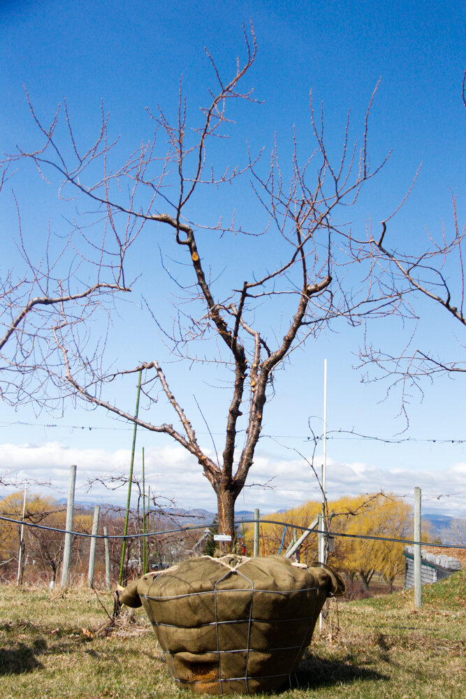 #39 - Bubblegum Plum Tree - 3.5” Caliper