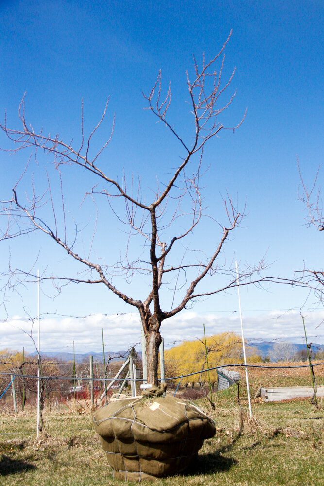 #40 - Bubblegum Plum Tree - 3.5” Caliper