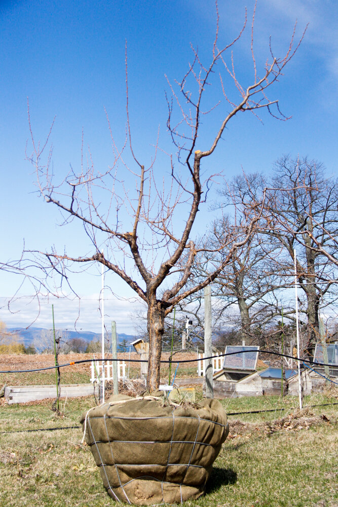 #41 - Bubblegum Plum Tree - 3.5” Caliper