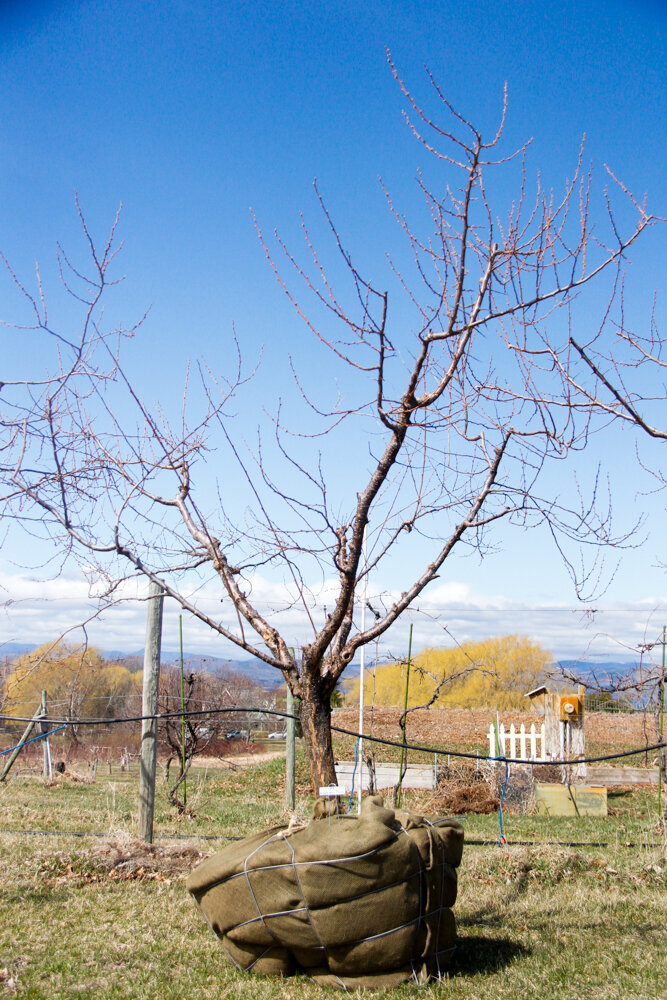 #42 - Bubblegum Plum Tree - 3.5” Caliper