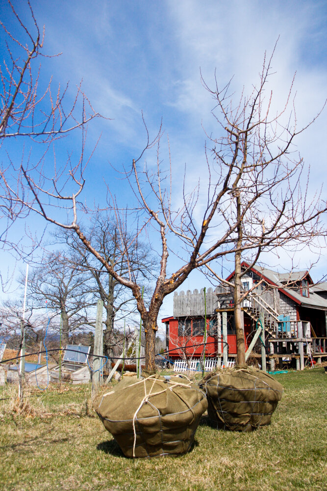 #43 - Bubblegum Plum Tree - 3.5” Caliper