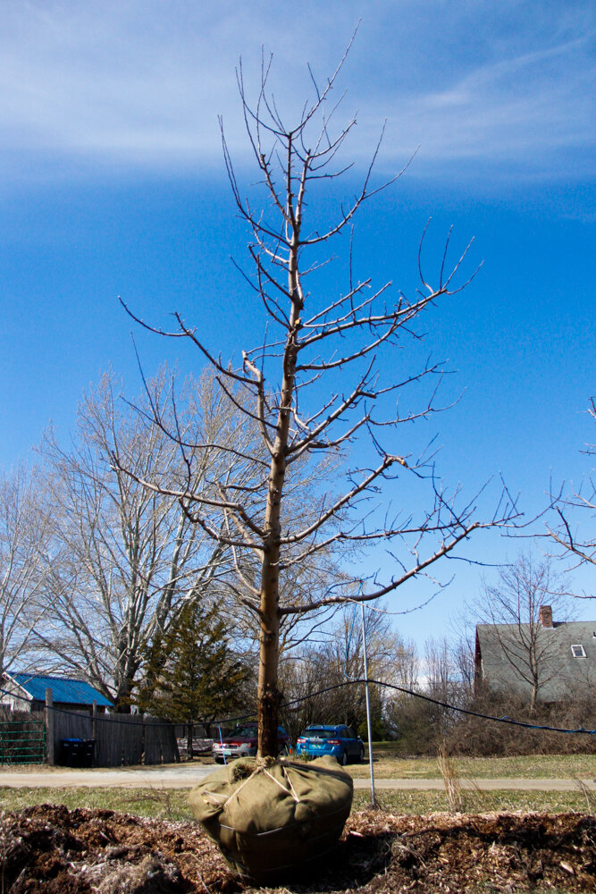 #45 - Empire, Apple Tree - 4.25” Caliper