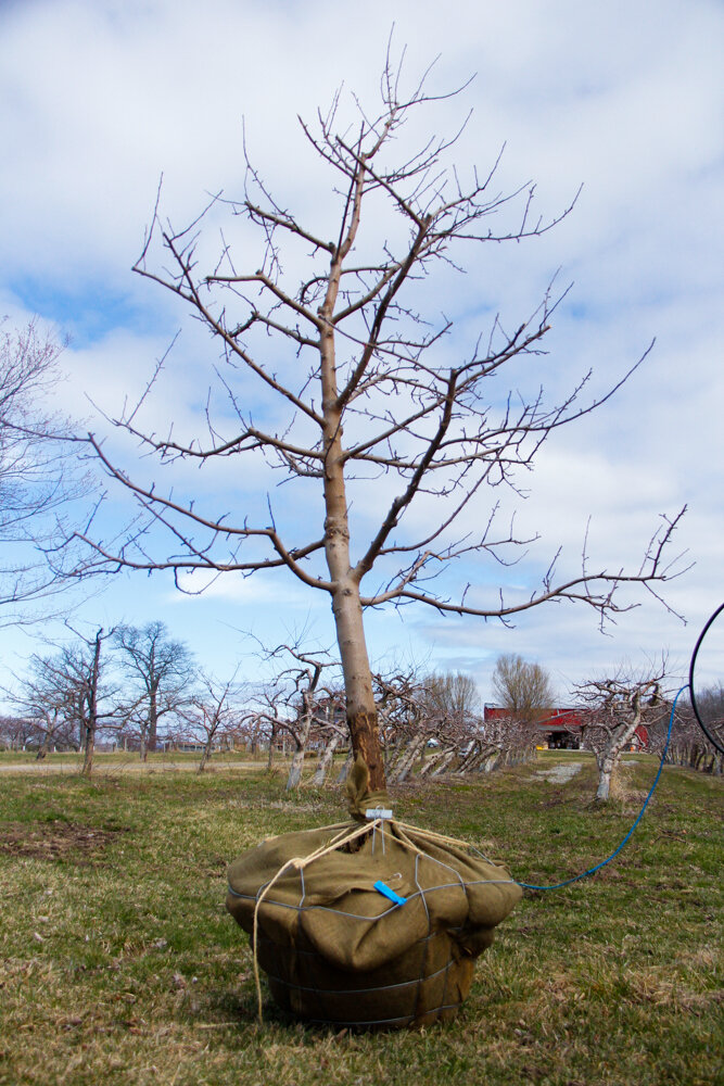 #47 - Empire, Apple Tree - 4” Caliper