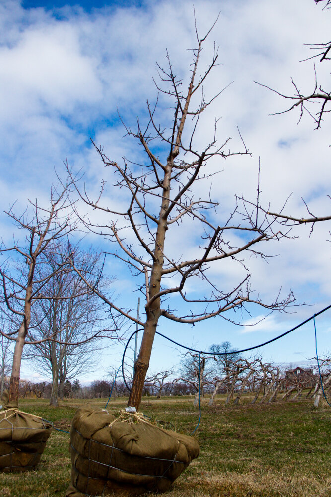 #48 - Empire, Apple Tree - 4” Caliper