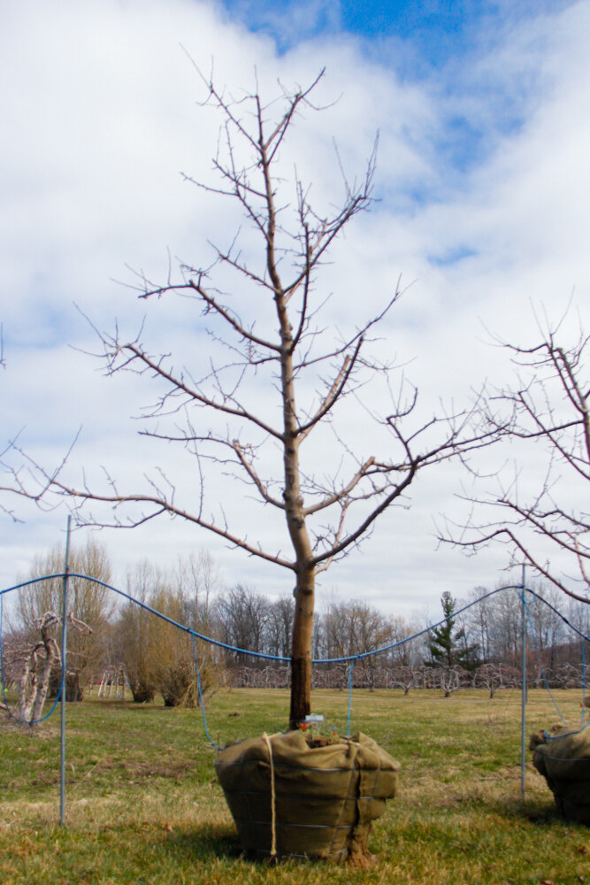 #49 - Empire, Apple Tree - 4” Caliper