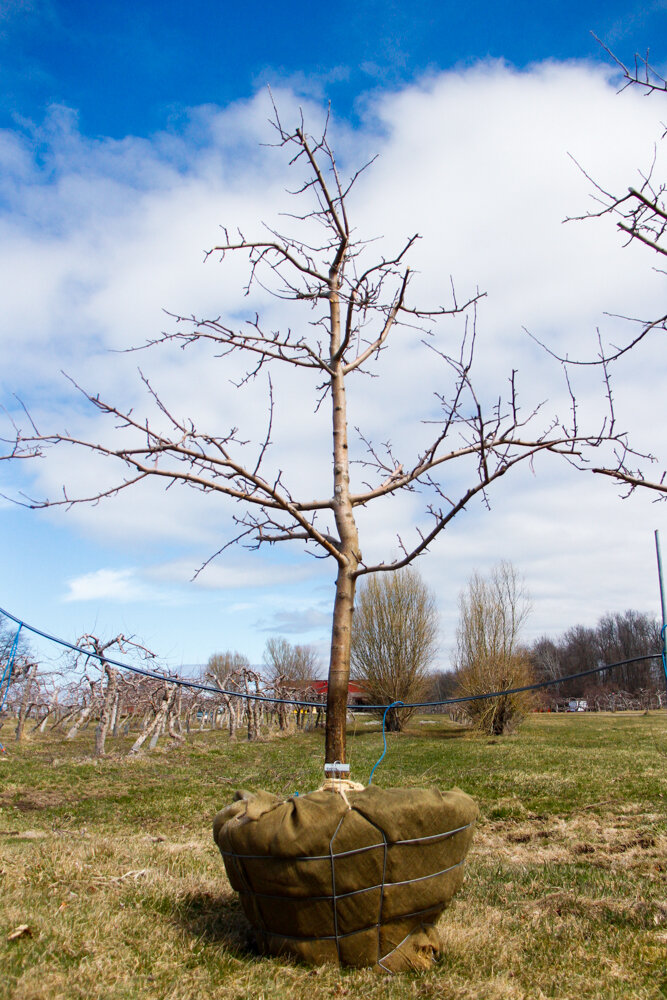 #51 - Empire, Apple Tree - 3” Caliper