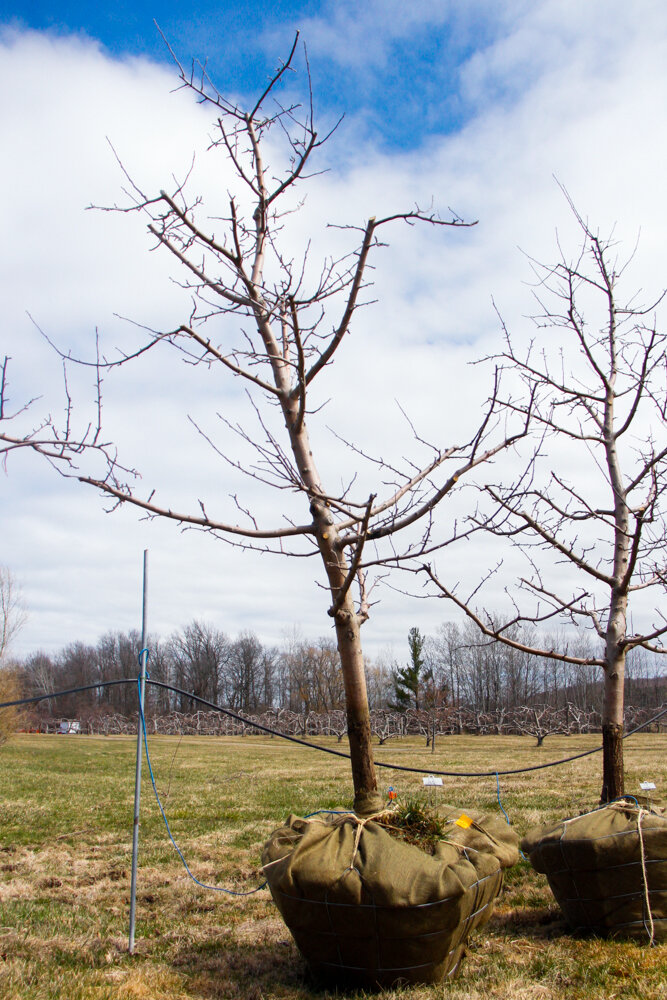 #52 - Empire, Apple Tree - 4” Caliper