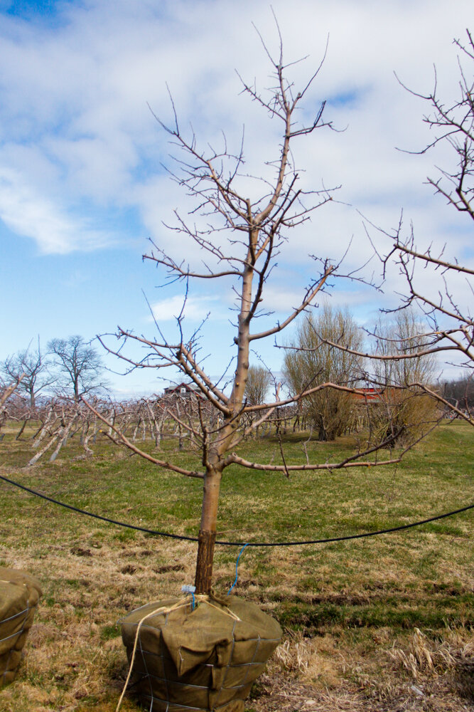 #53 - Empire, Apple Tree - 4” Caliper