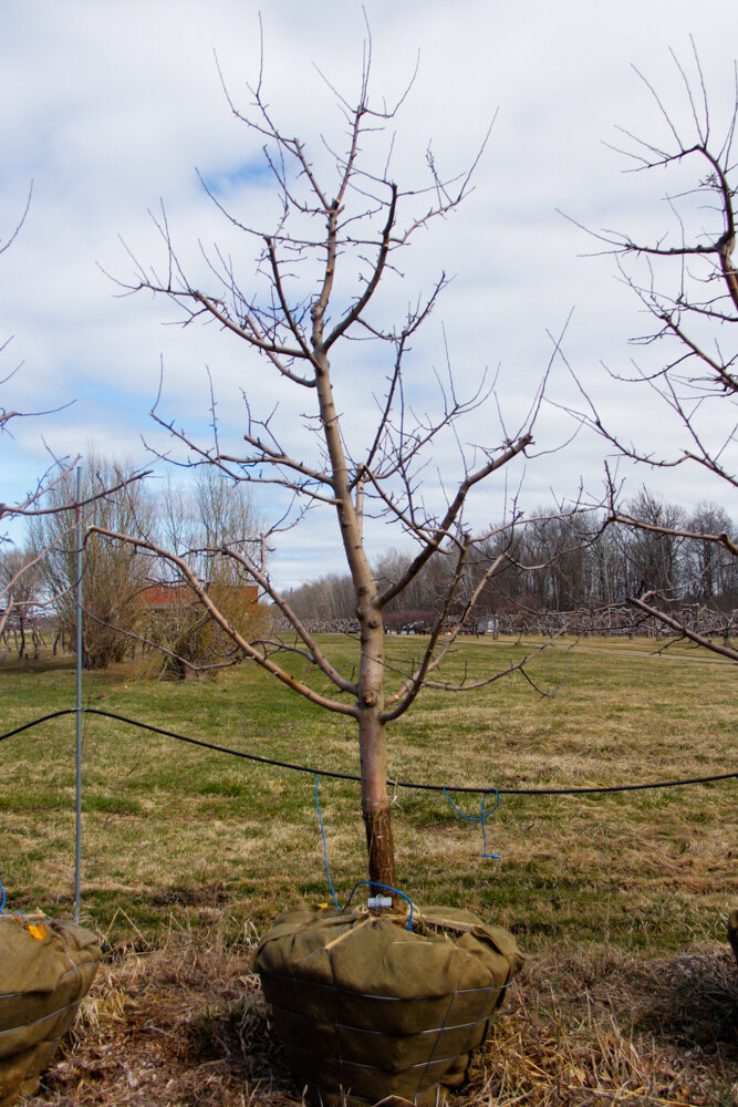 #55 - Empire, Apple Tree - 4” Caliper