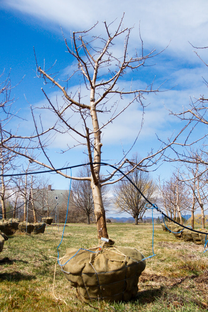 #60 - Empire, Apple Tree - 4” Caliper