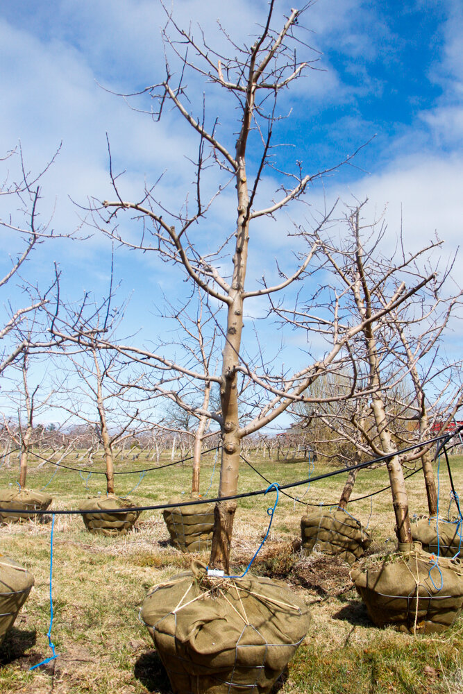 #61 - Empire, Apple Tree - 4” Caliper