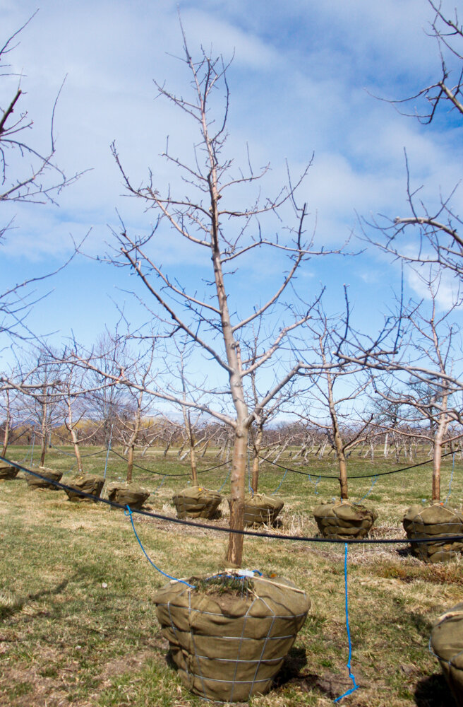 #62 - Empire, Apple Tree - 3.5” Caliper