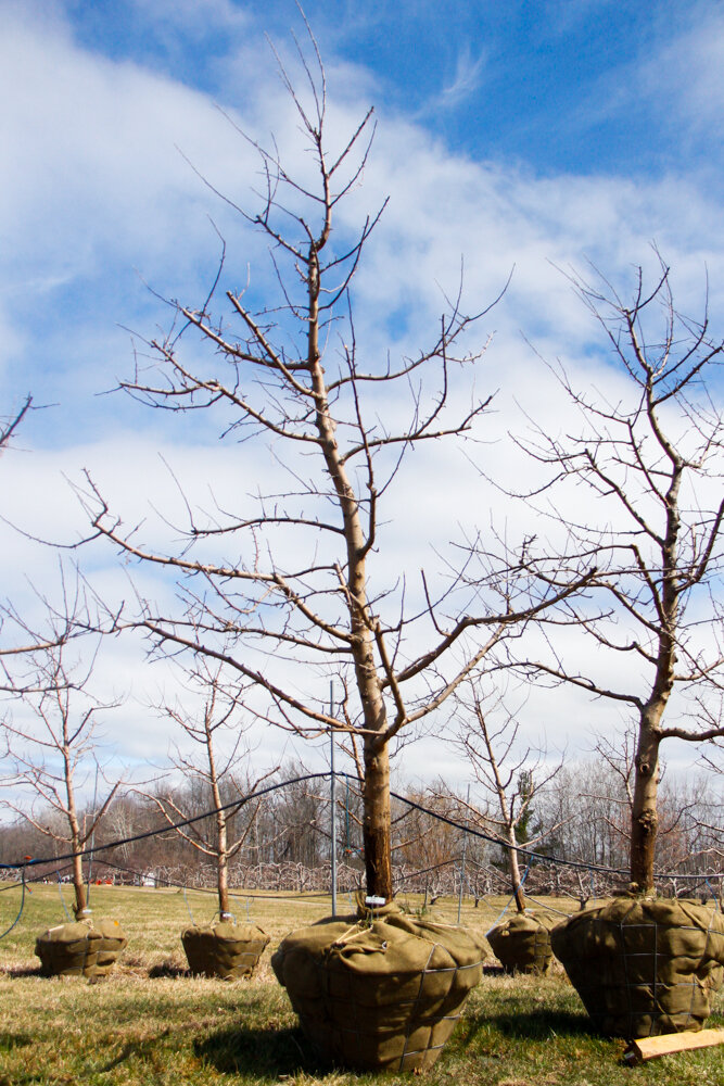 48 Empire, Apple Tree 4” Caliper — Shelburne Orchards