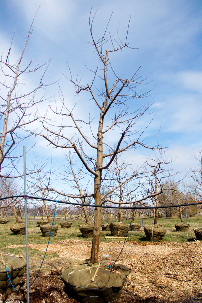 #69 - Empire, Apple Tree - 4” Caliper