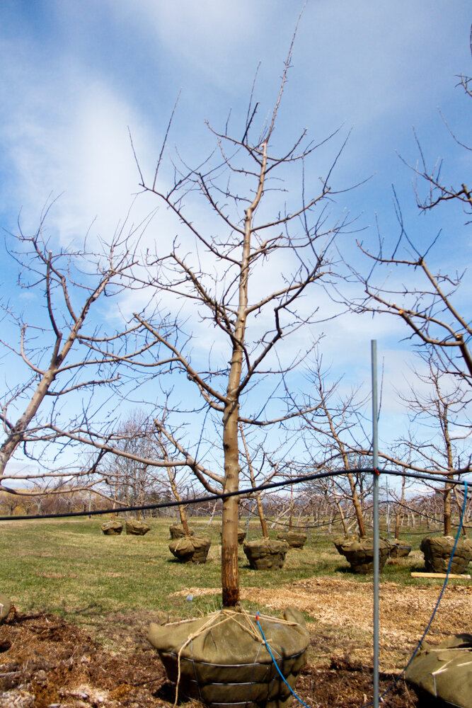 #70 - Empire, Apple Tree - 4” Caliper