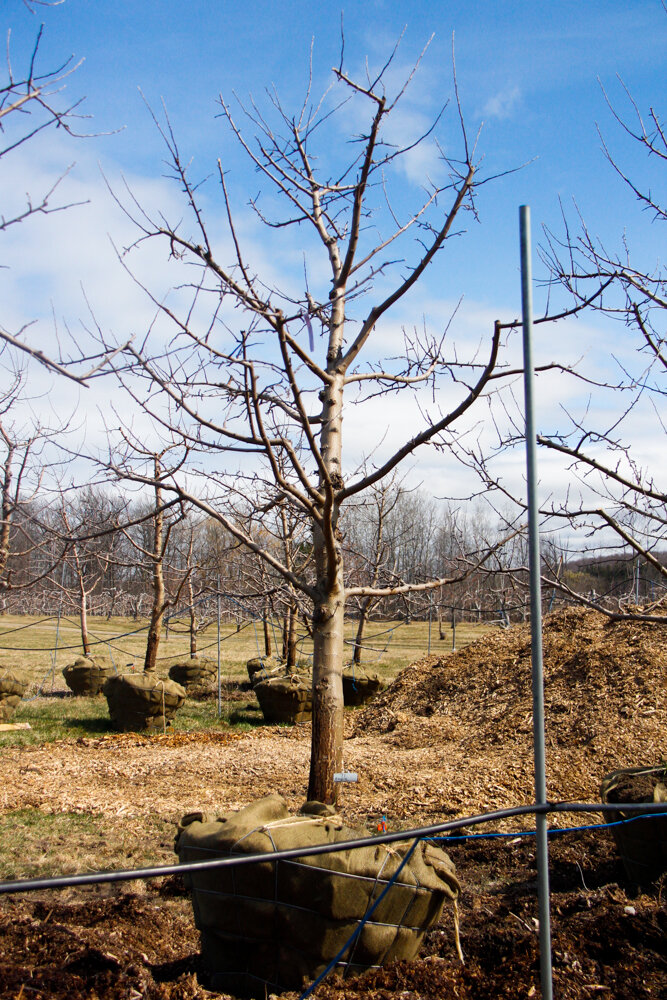 #71 - Empire, Apple Tree - 4” Caliper