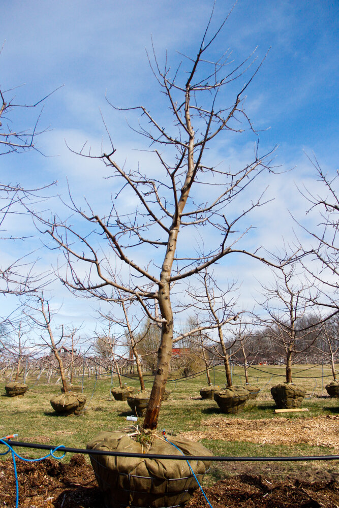 #72 - Empire, Apple Tree - 4” Caliper