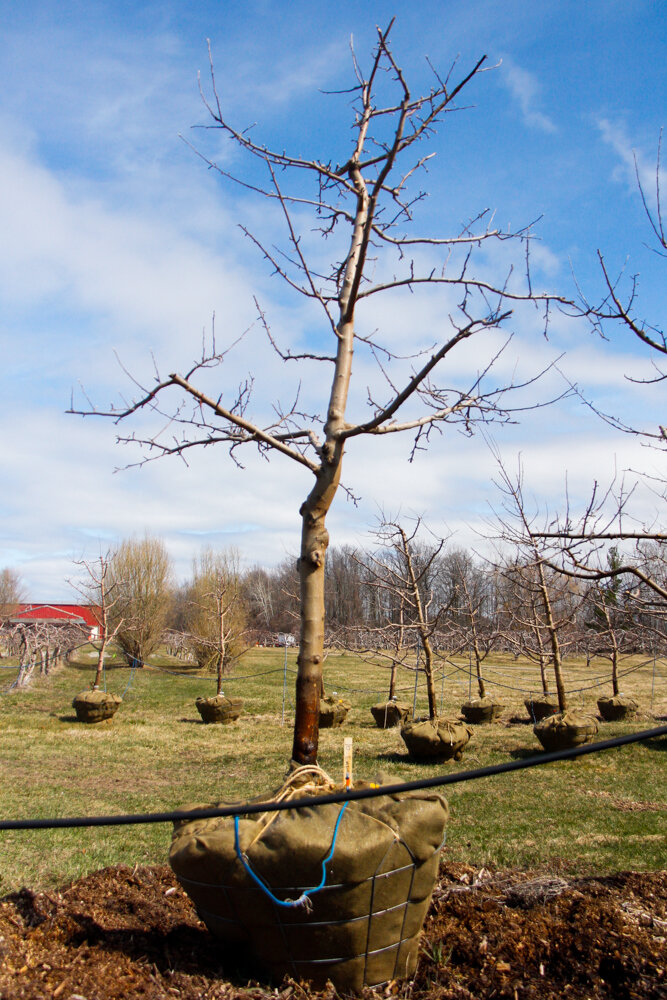 #75 - Empire, Apple Tree - 3.5” Caliper