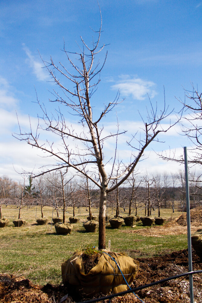 #76 - Empire, Apple Tree - 3.5” Caliper