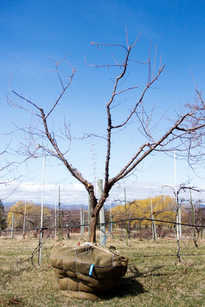 #44 - Bubblegum Plum Tree - 3.5” Caliper