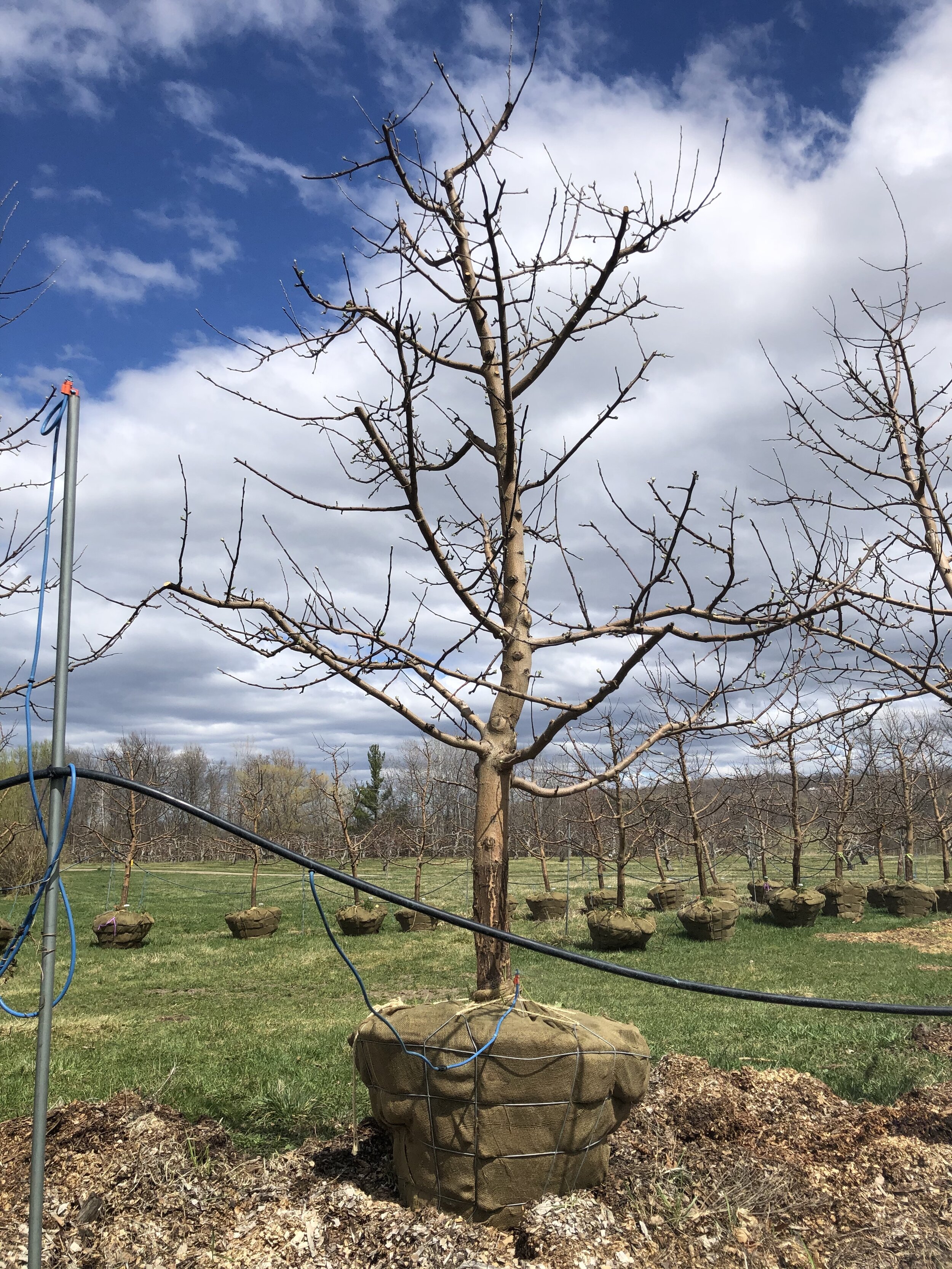 #24 - Empire, Apple Tree - 4.5" Caliper