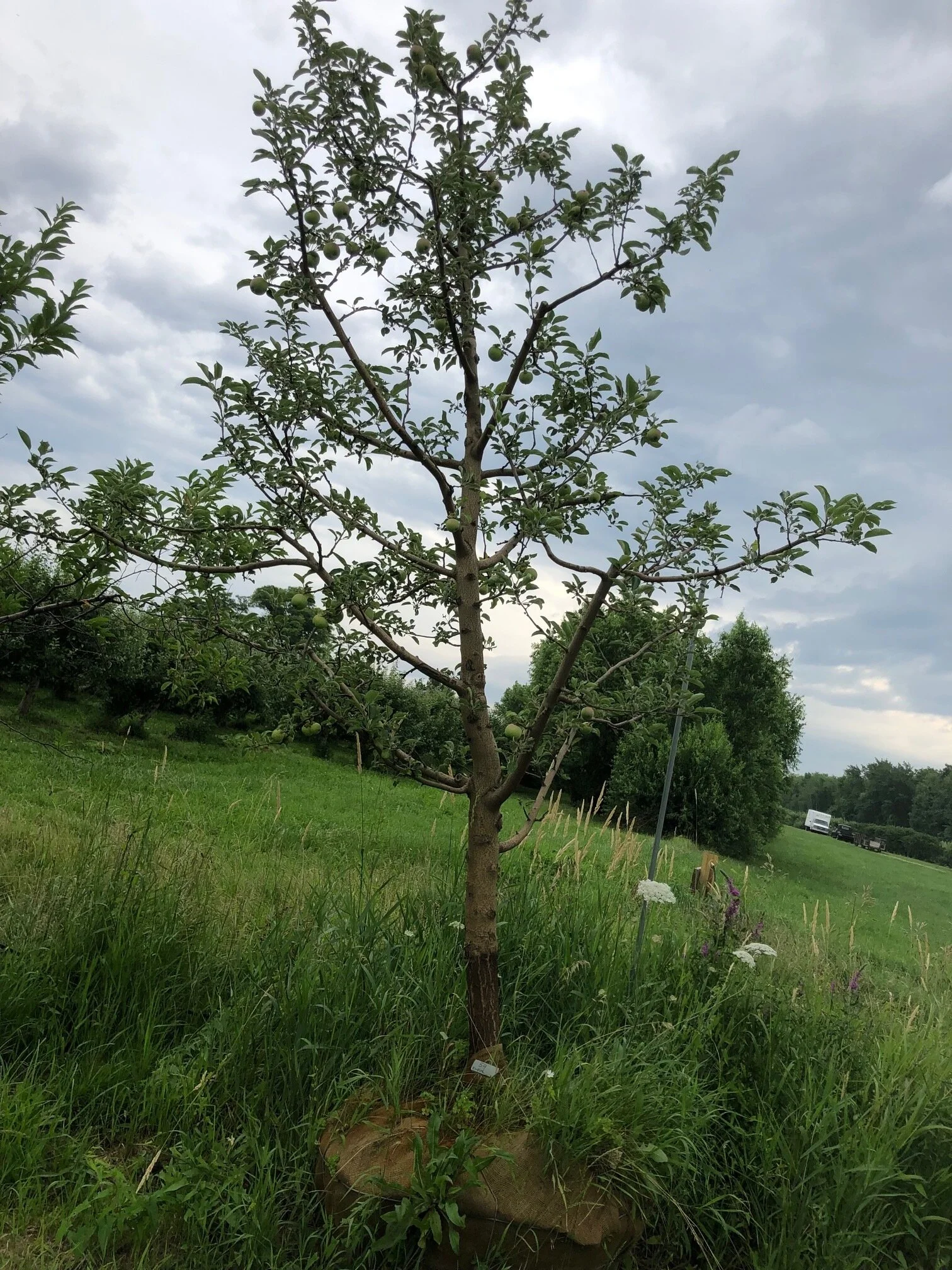 #54 - Empire, Apple Tree - 4” Caliper