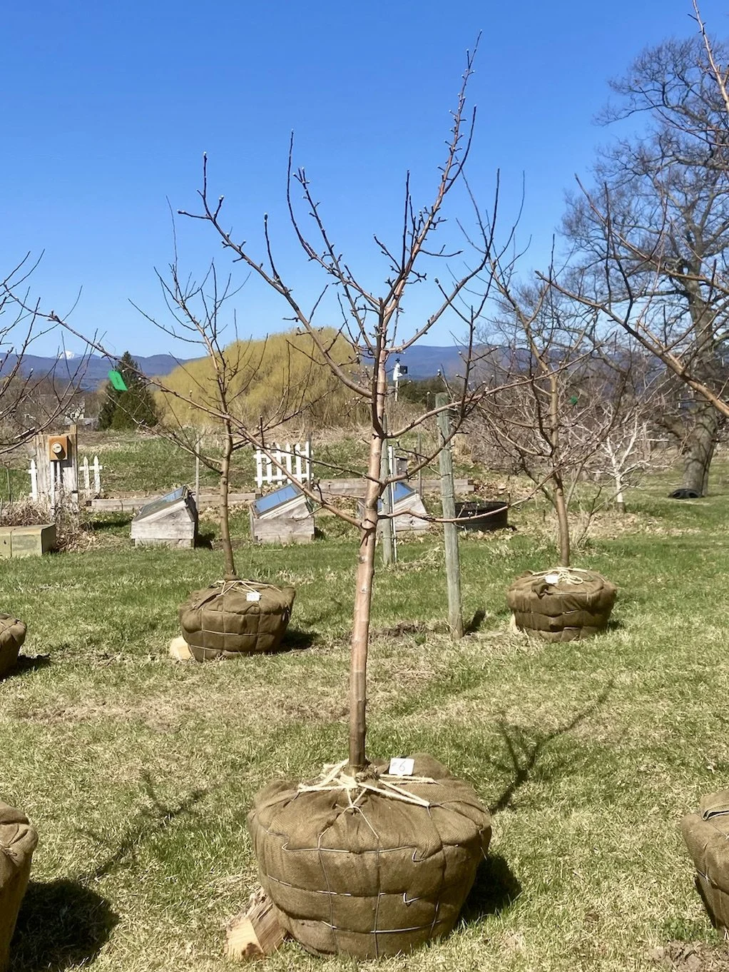 14 McIntosh, Apple Tree 1.75” Caliper — Shelburne Orchards