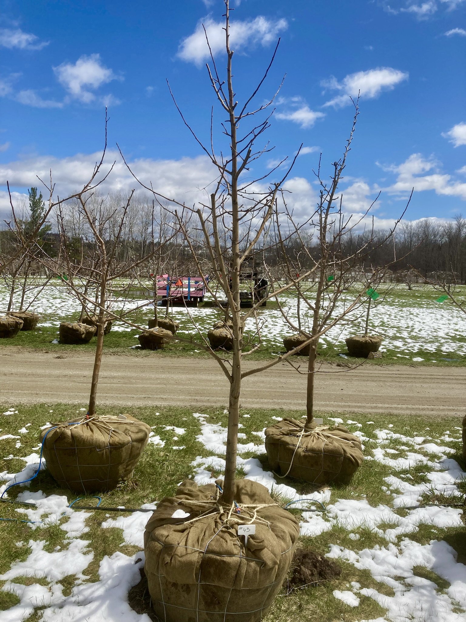 Apple Tree, 'Honeycrisp' - DeGroot