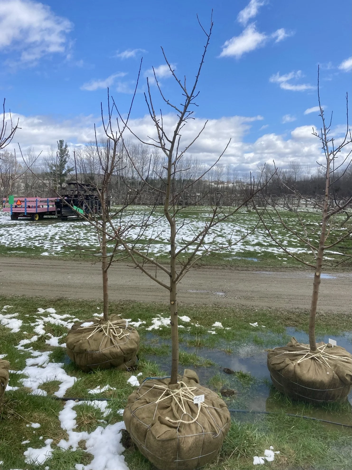 林檎 Srixon ZXi5 Iron ( #4 / AW / SW )