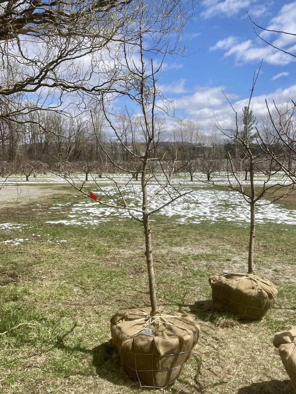55 - Florina, Apple Tree - 2
