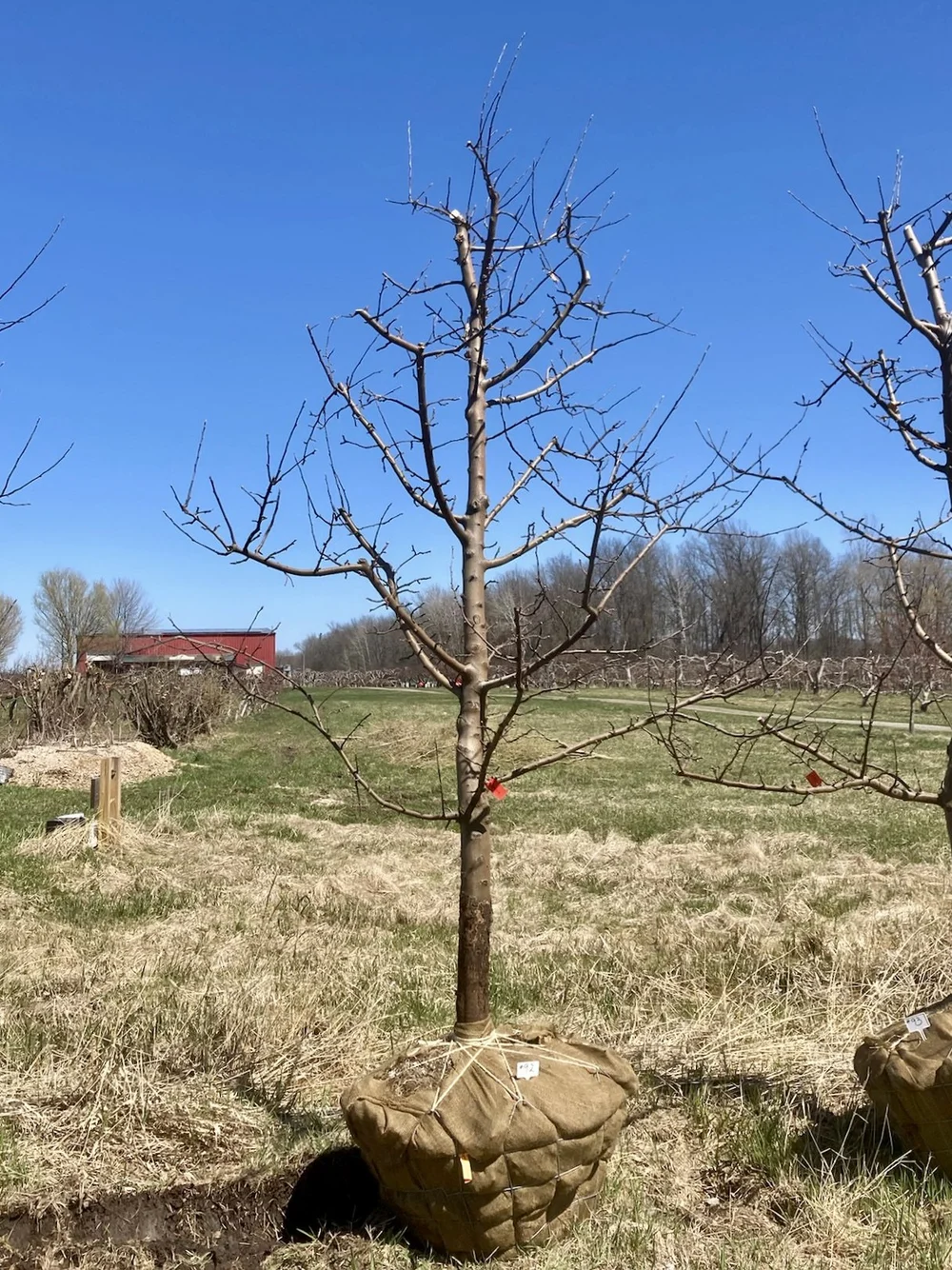 86 - Empire, Apple Tree - 4