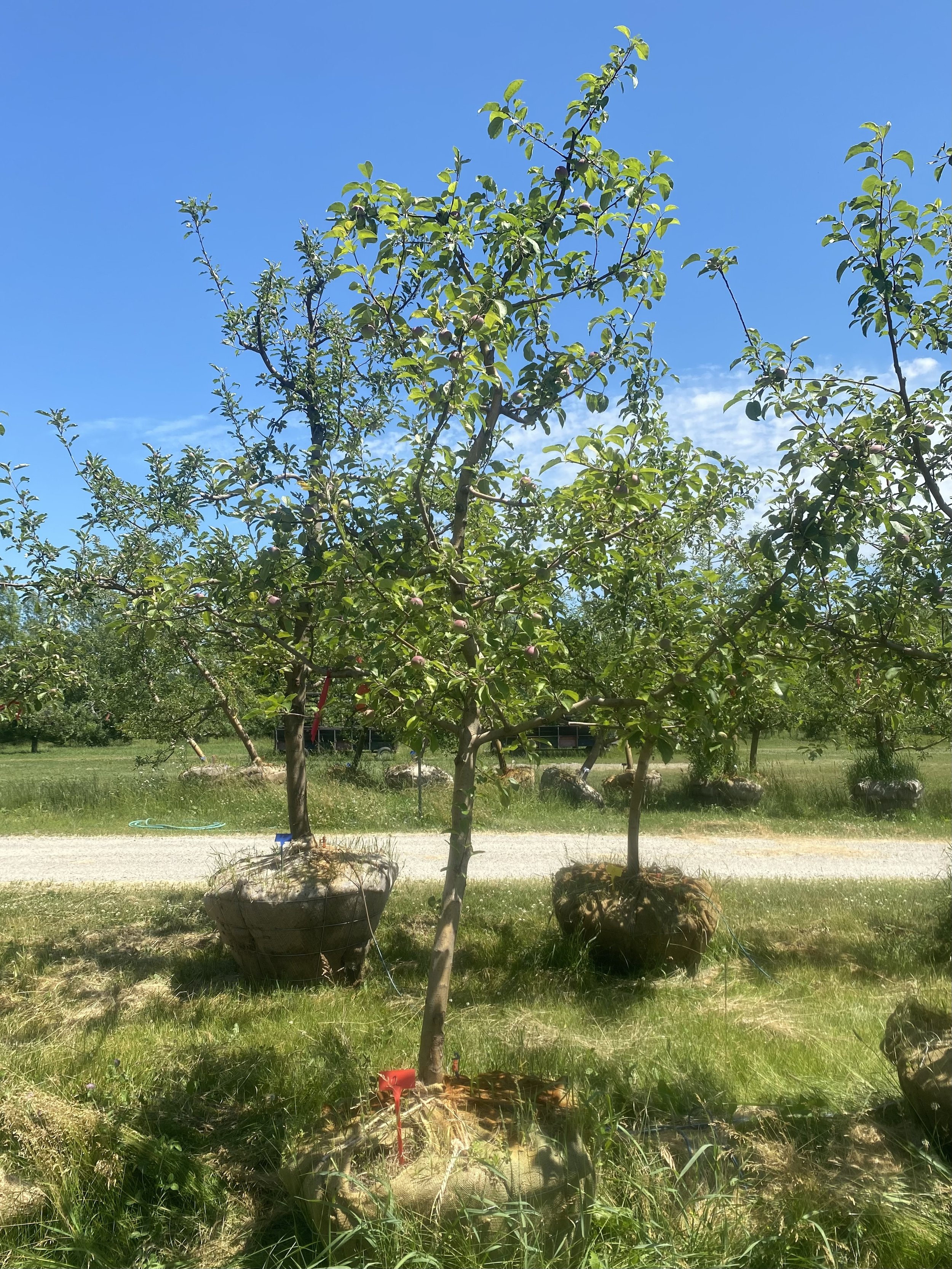 #1 - Liberty Apple Tree -  2" - 2.5" caliper