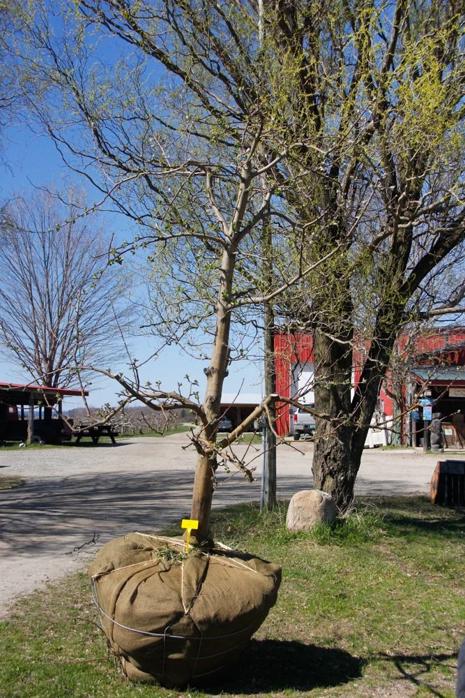 #2 - Zestar Apple Tree -  4" caliper