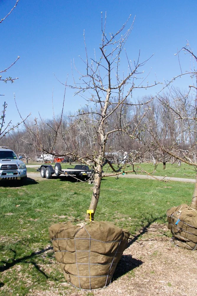 #3 - Zestar Apple Tree -  3.75" caliper
