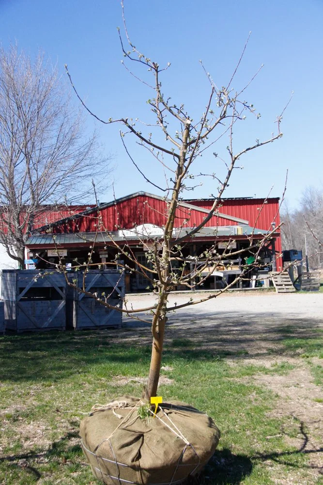 #4 - Zestar Apple Tree -  3" caliper