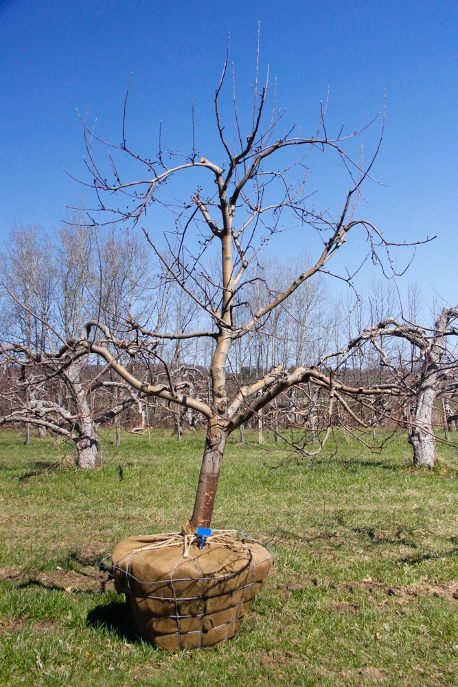 #5 - Northern Spy Apple Tree -  4" - 4.5" caliper