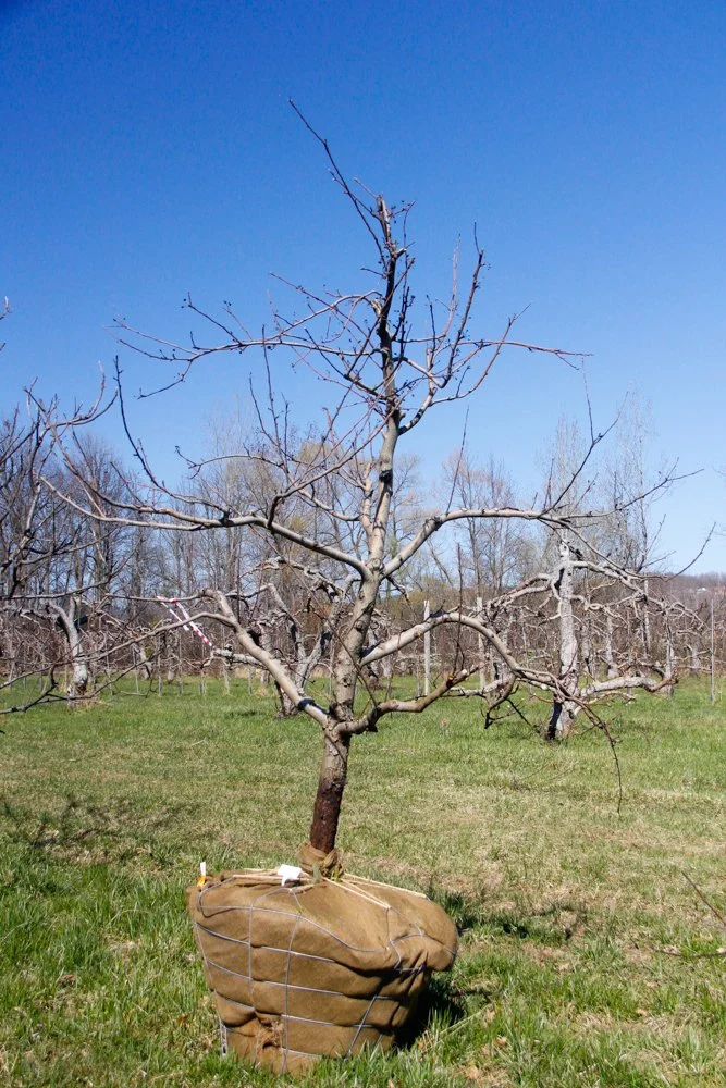 #6 - Northern Spy Apple Tree -  4" caliper