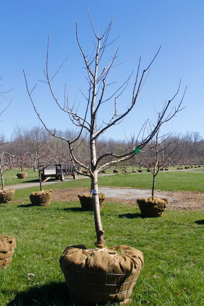 #16 - Northern Spy Apple Tree -  2.75" caliper