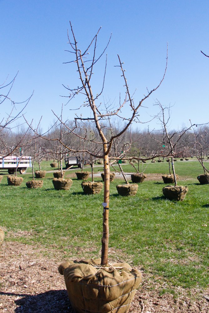 #22 - Liberty Apple Tree - 2.25” - 2.5"  Caliper