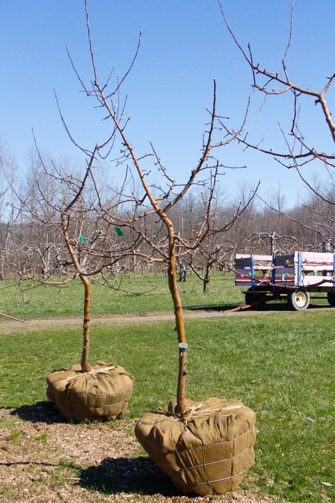 #23 - Liberty Apple Tree - 2” - 2.25"  Caliper