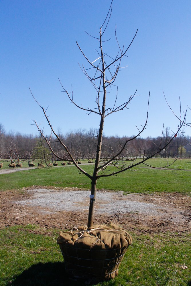 #10 - Honey Crisp Apple Tree - 2" Caliper