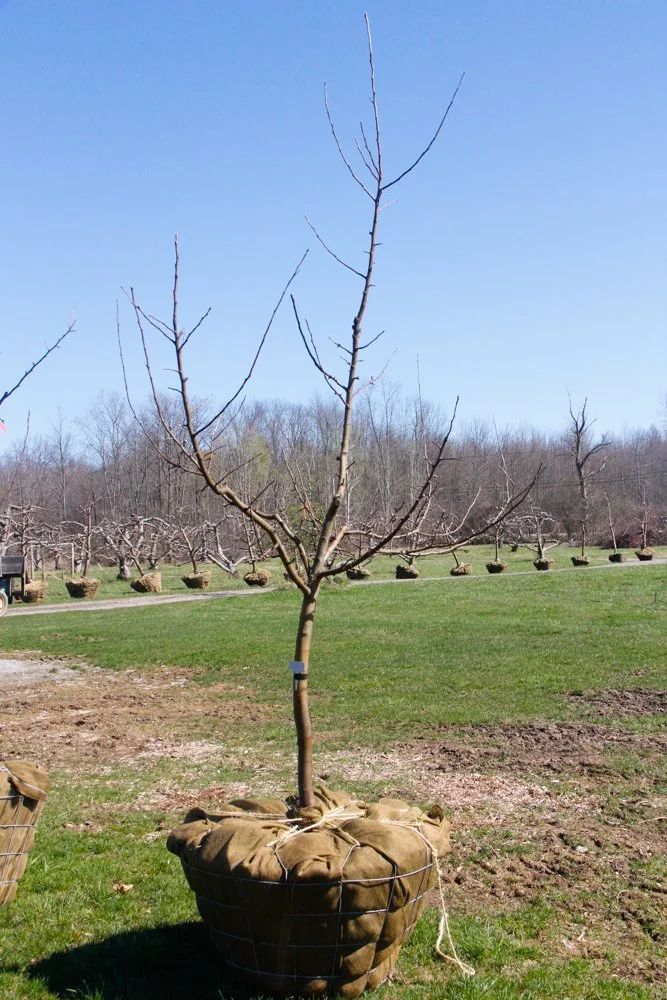 #11 - Honey Crisp Apple Tree - 1.5" Caliper