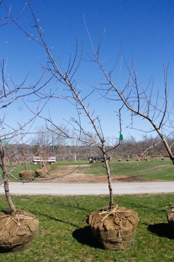 #14 - Empire Apple Tree - 1.5" Caliper.