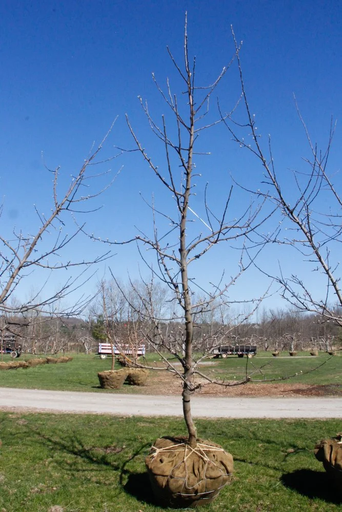 #15 - Empire Apple Tree - 2.25" Caliper.