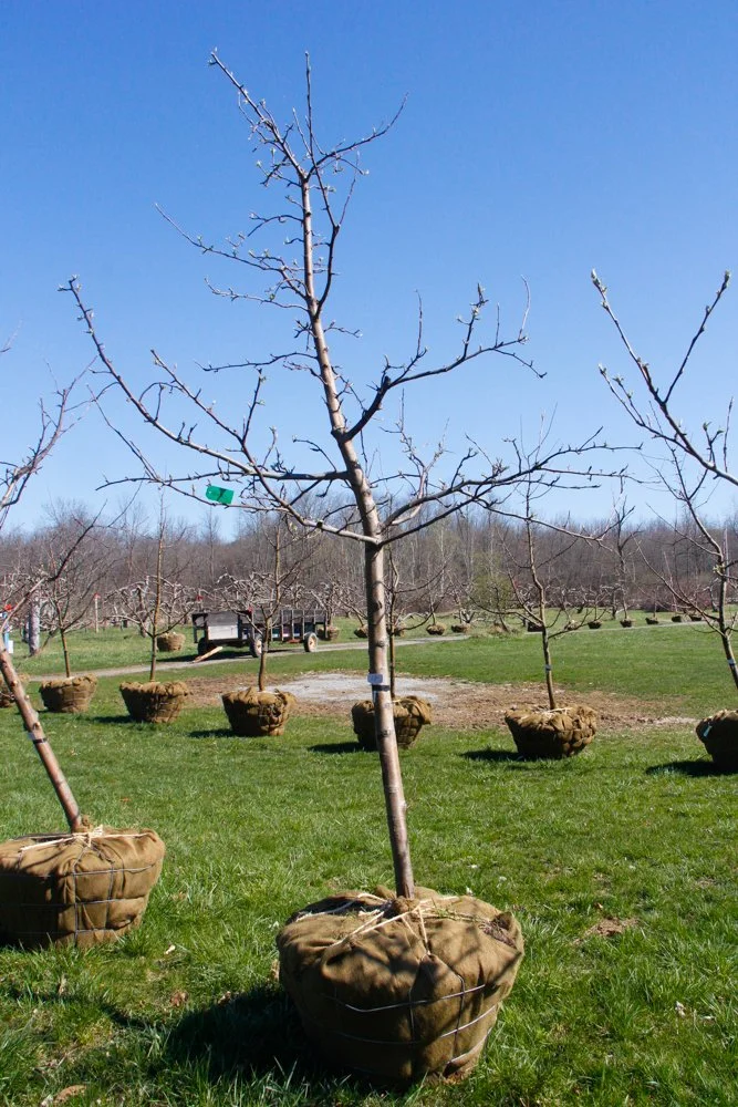 #17 - Gala Apple Tree - 2" -2.5" Caliper.