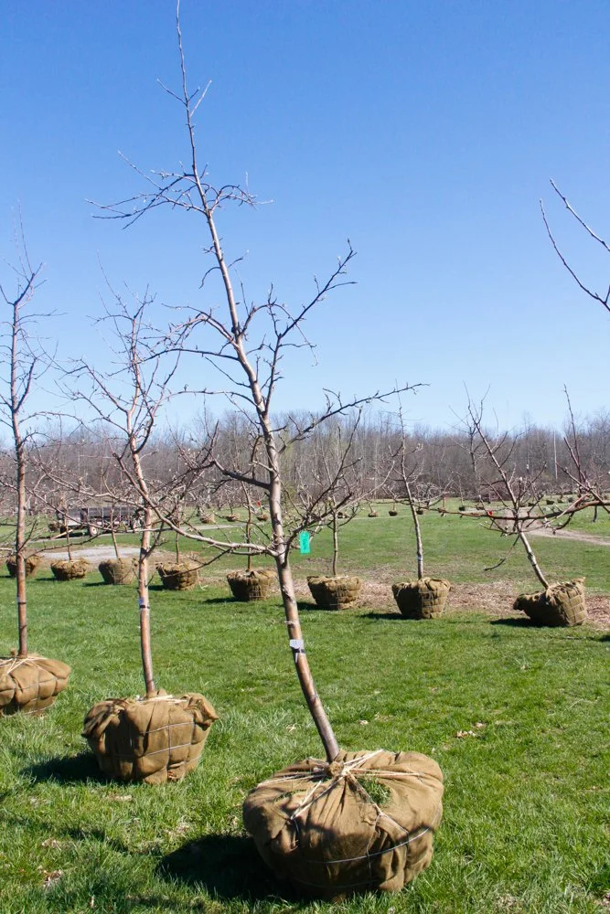 #18 - Gala Apple Tree - 2" Caliper.