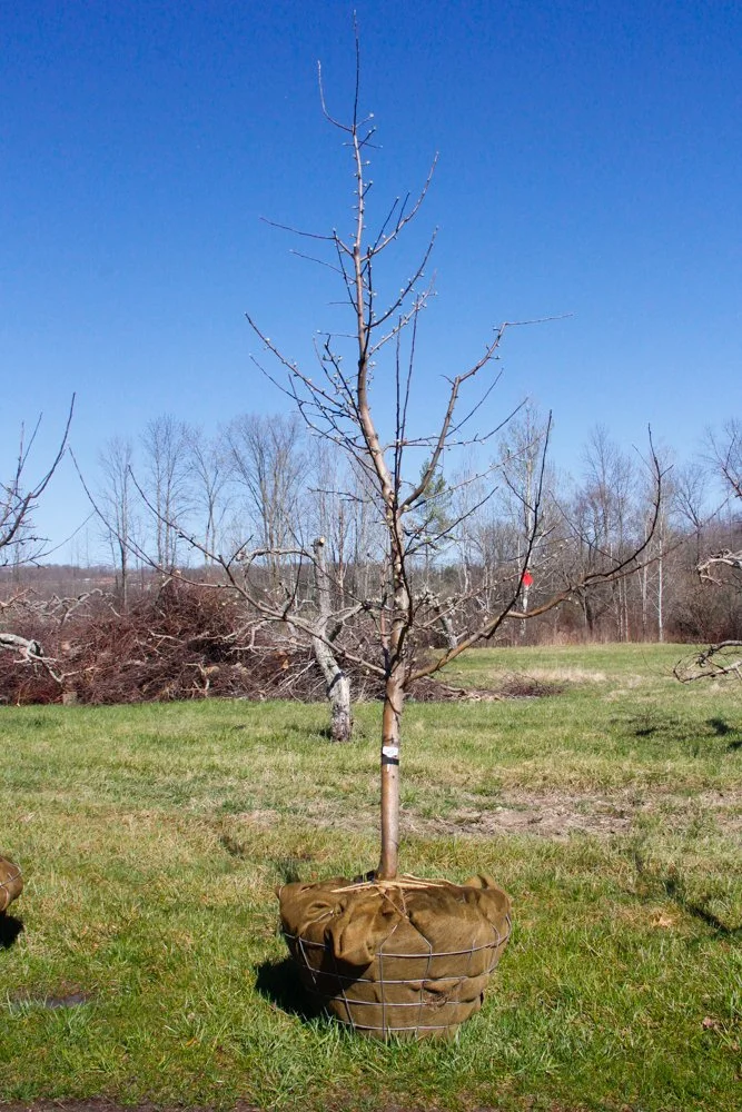 #20 - McIntosh Apple Tree - 2.75" - 3" Caliper