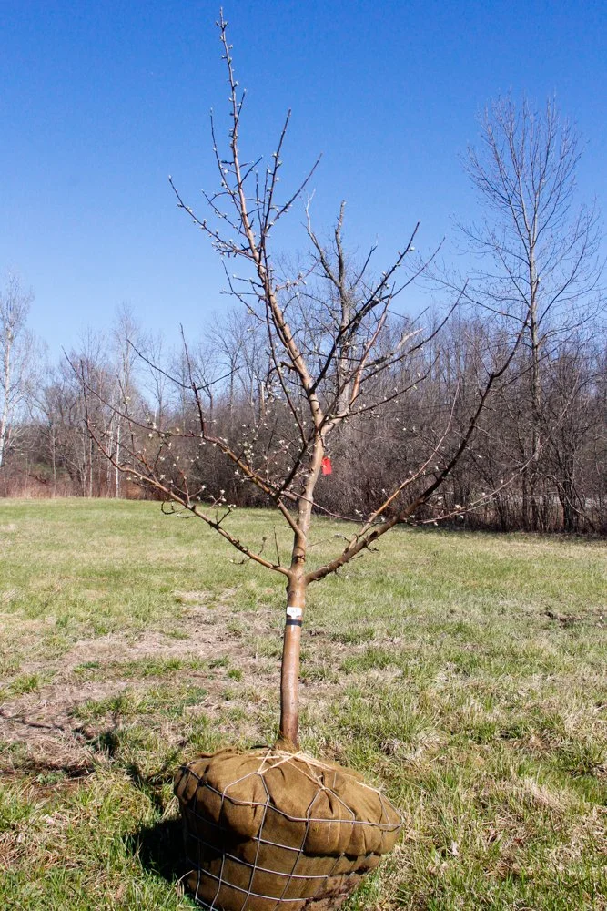 #21 - McIntosh Apple Tree - 2.5" - 2.75" Caliper