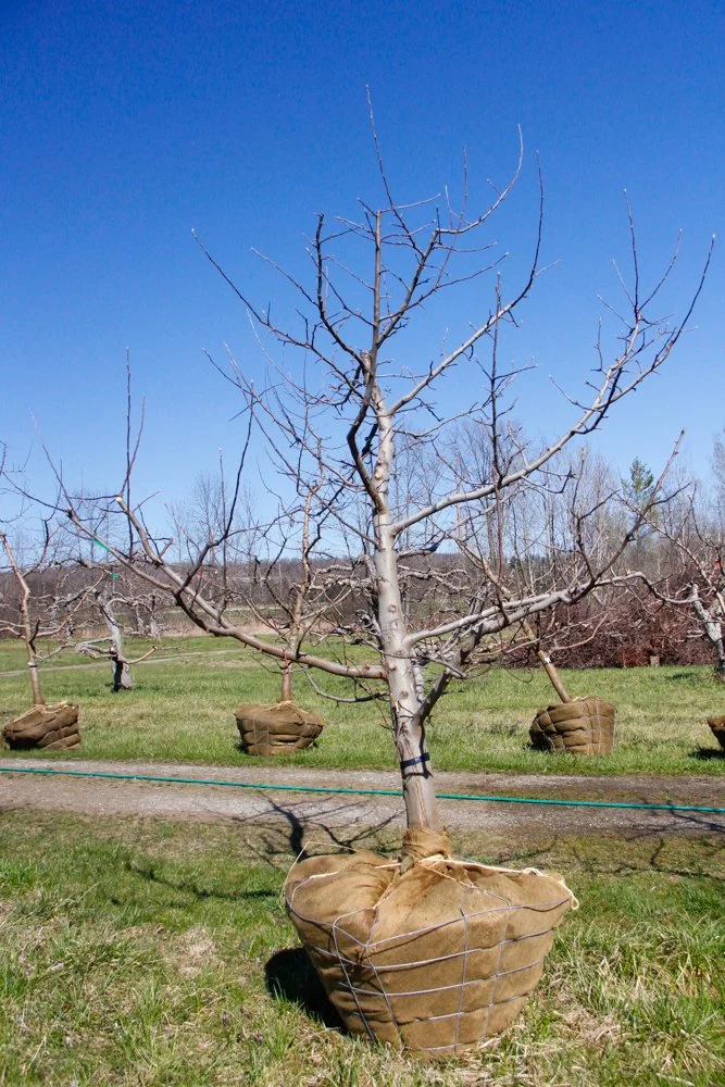 #24 - Mutsu Apple Tree -  4.75" caliper
