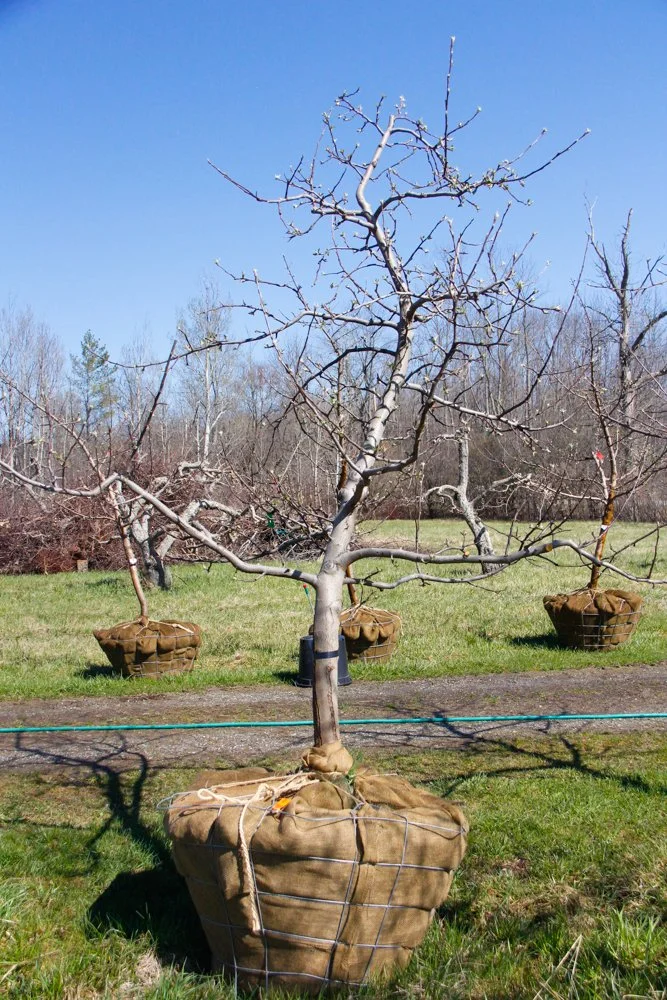 #25 - Mutsu Apple Tree -  3.5" caliper